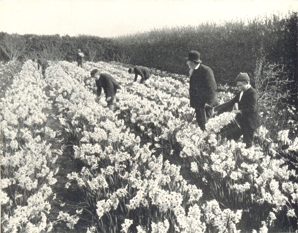 ISLES OF SCILLY. Flower Farming; Picking Flowers, Scilly Isles 1912 old print